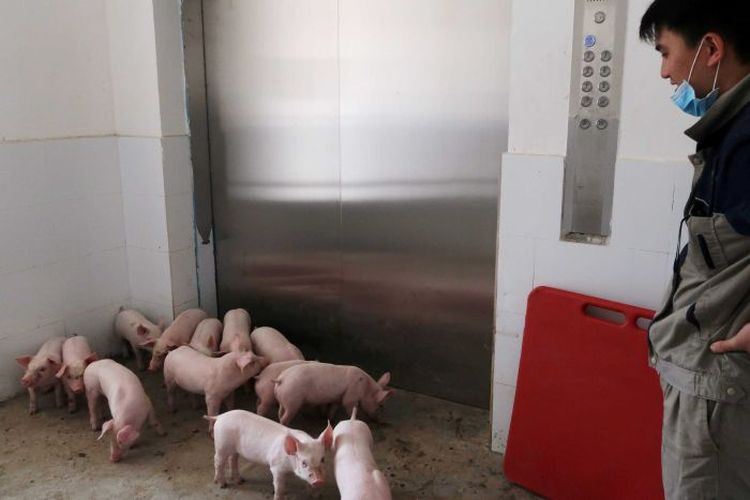 Pekerja harus menggunakan lift untuk memindahkan ternak babi yang dipelihara dalam komplek apartemen tinggi.