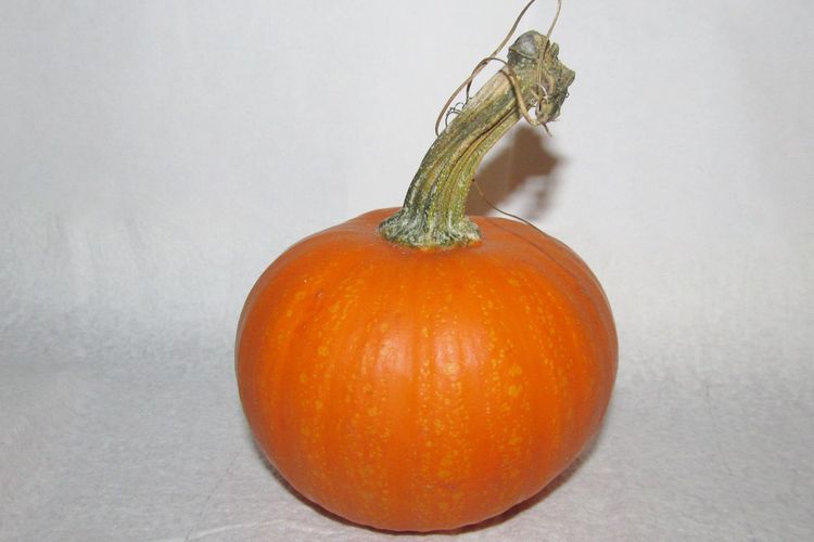 Ilustrasi sugar pumpkin.