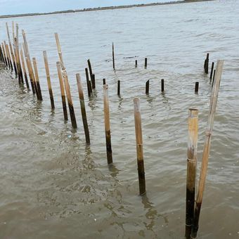 Pagar laut misterius dari bambu di Kampung Kohot, Desa Pakuhaji, Kabupaten Tangerang, Kamis (9/1/2025).