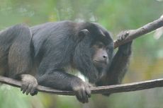 Ratusan Monyet Mati dan Terancam Punah di Meksiko, Diduga karena Gelombang Panas