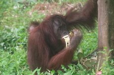 Disayangkan, BKSDA Aceh Serahkan Orangutan Sitaan ke Kebun Binatang