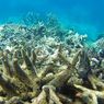UNESCO Serukan Great Barrier Reef Warisan Dunia 