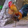 Saat 15 WNA di Bali Merasa Terganggu Suara Kokok Ayam hingga Dipersilakan Tinggal di Hotel