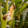 800 Hektar Lahan Jagung di Gunungkidul Diserang Ulat Grayak
