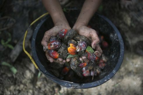 AS Akan Blokir Minyak Sawit dari Produsen Besar Malaysia