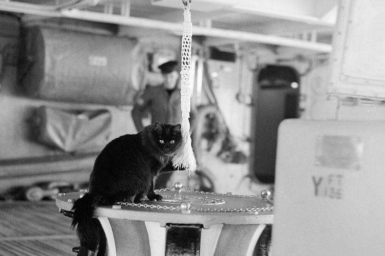 Tiddle, kapten kucing HMS Victorious, tengah berada di stasiun favoritnya dan bermain dengan tali lonceng.