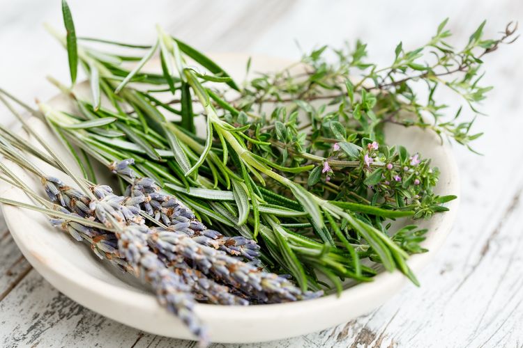 5 Tanaman Herbal yang Melambangkan Cinta
