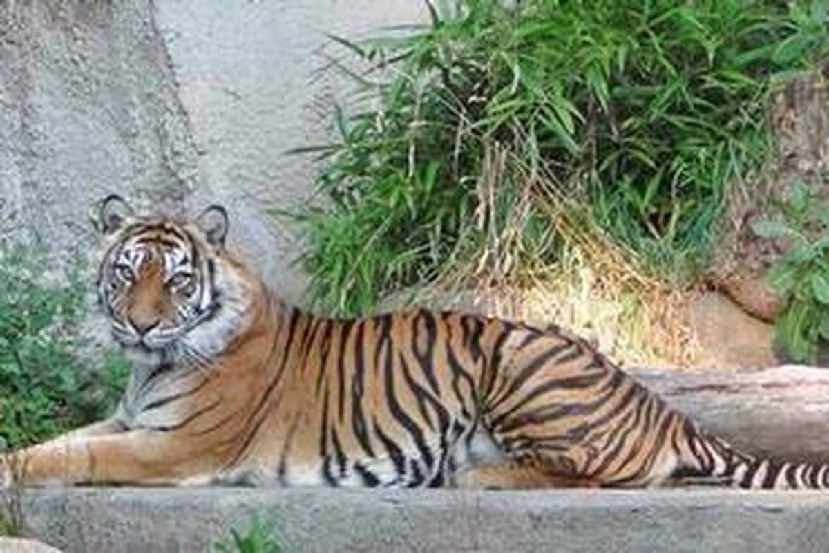 Harimau Sumatera (Panthera Tigris Sumatrae) 