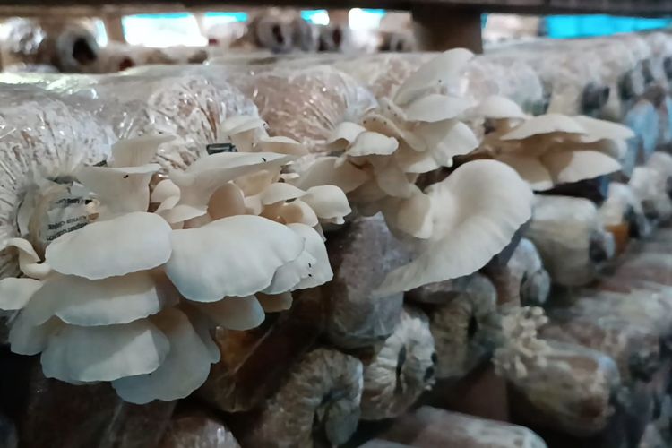 Jamur tiram yang dibudidayakan Arif Sugandi