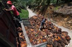 Kelapa Sawit, Gagal di Jawa, Gemilang di Sumatra