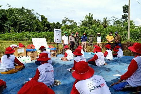 Pandemi Corona, Petani di Jember Tetap Gelar Panen Raya