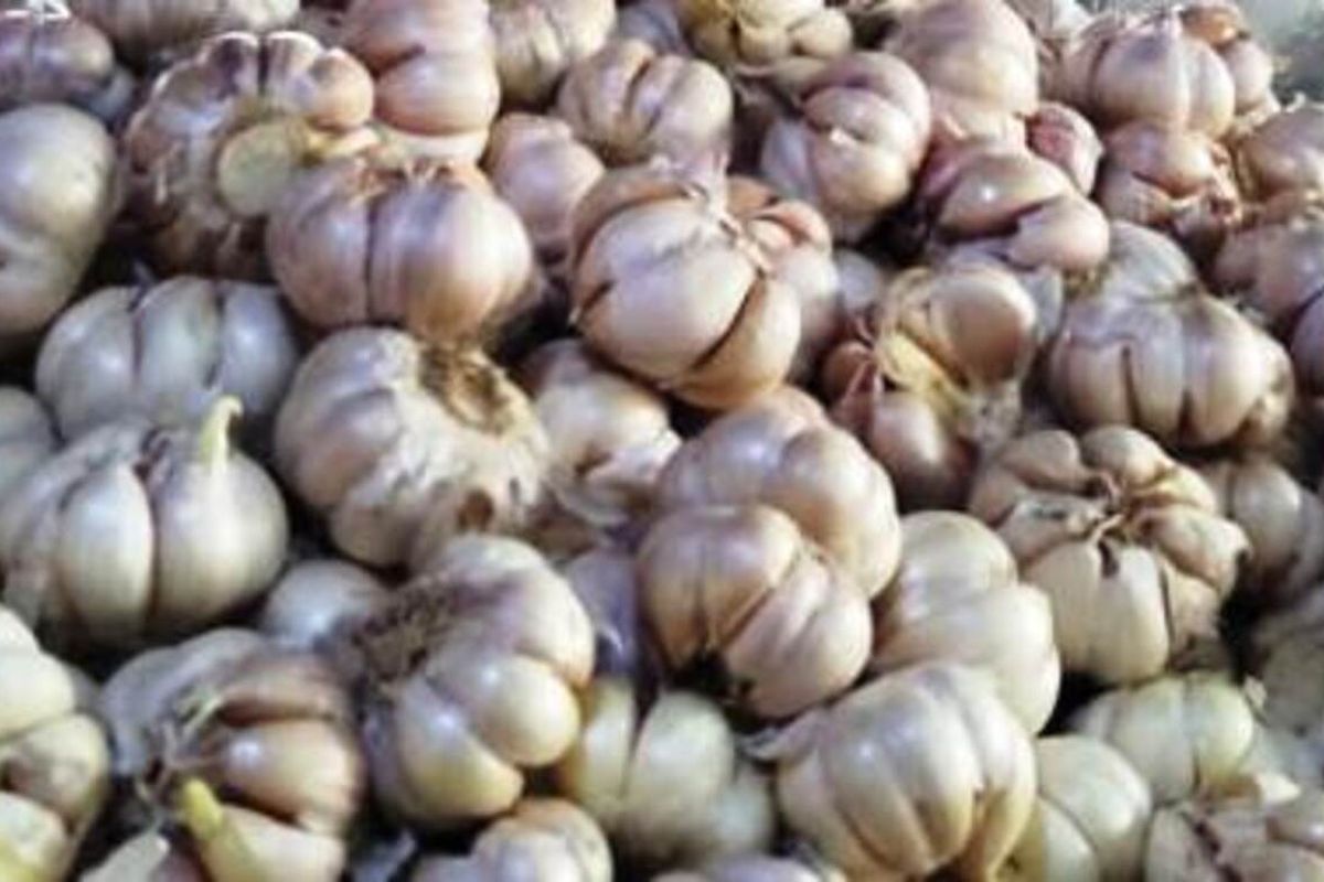 Melambungnya harga bawang putih di CIanjur, Jawa Barat disinyalir ulah spekulan yang mempermainkan harga dan imbas dari virus Corona