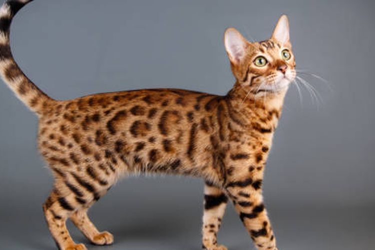 Ilustrasi kucing bengal, salah satu ras kucing termahal di dunia.