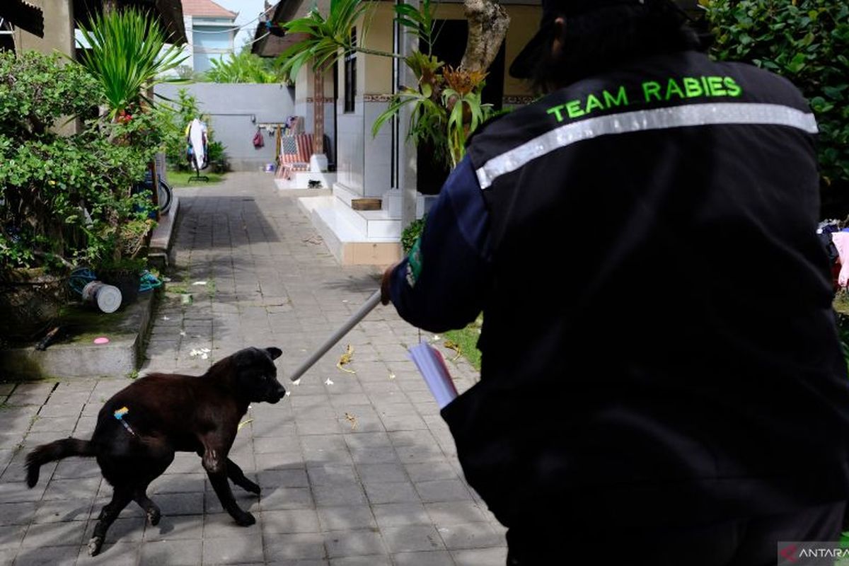 Ilustrasi: Petugas Dinas Pertanian Kota Denpasar menembakkan vaksin anti rabies pada seekor anjing dengan menggunakan sumpit saat kegiatan vaksinasi rabies 2024 di Dusun Taman, Desa Penatih Dangin Puri, Denpasar, Bali, Rabu (24/1/2024). 