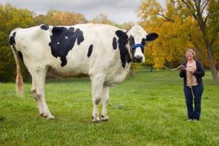 Blossom, sapi tertinggi di dunia, bersama pemiliknya Patty.