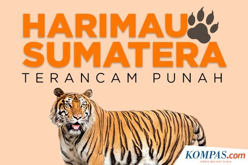 INFOGRAFIK: Harimau Sumatera Terancam Punah