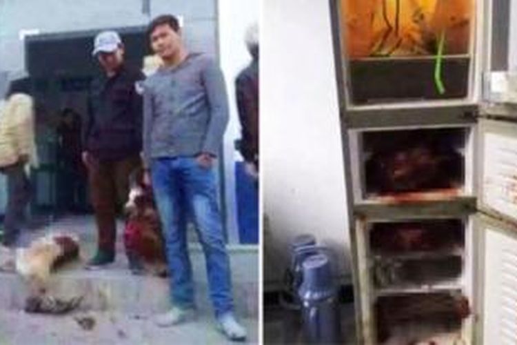 Sejumlah foto yang diunggah ke media sosial Weibo memperlihatkan sejumlah bangkai hewan yang ditemukan di sebuah kantor polisi di provinsi Qinghai, China. Selain itu, daging hewan-hewan tersebut disimpan juga di dalam lemari es.