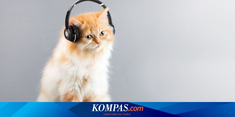 Penelitian Menunjukkan bahwa Kucing Menyukai Musik, Ini Jenis Musik ...