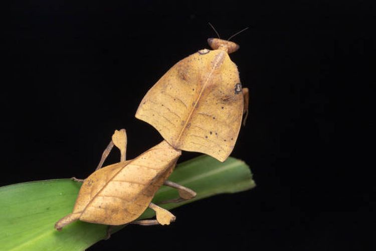 Ilustrasi belalang daun mati (Deroplatys truncata).