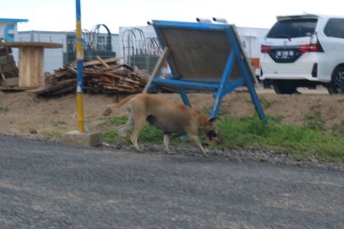 Sejumlah Anjing Masih Berkeliaran di Area Sirkuit Mandalika, Ini yang Dilakukan Polda NTB