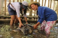 Pulau Penyu Bali: Daya Tarik, Harga Tiket, Jam Buka, dan Rute