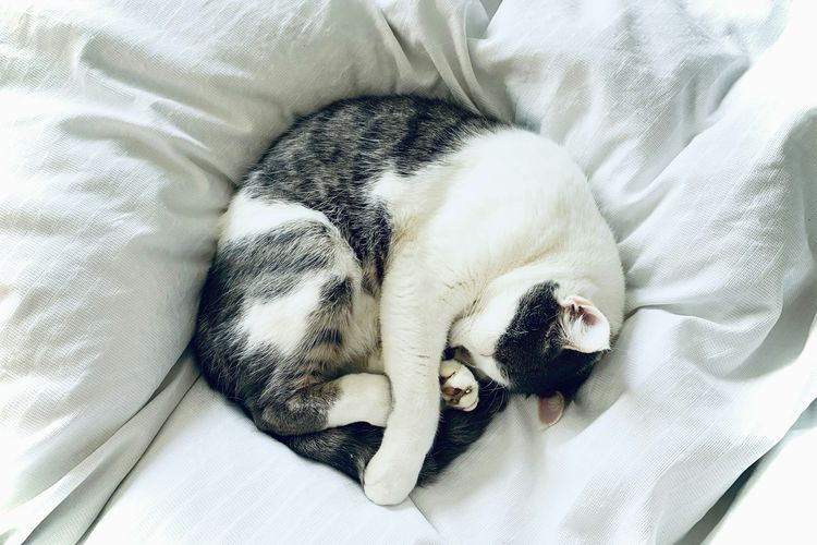 Mengapa Kucing Menggaruk-garuk Sofa dan Karpet? Ini Alasannya
