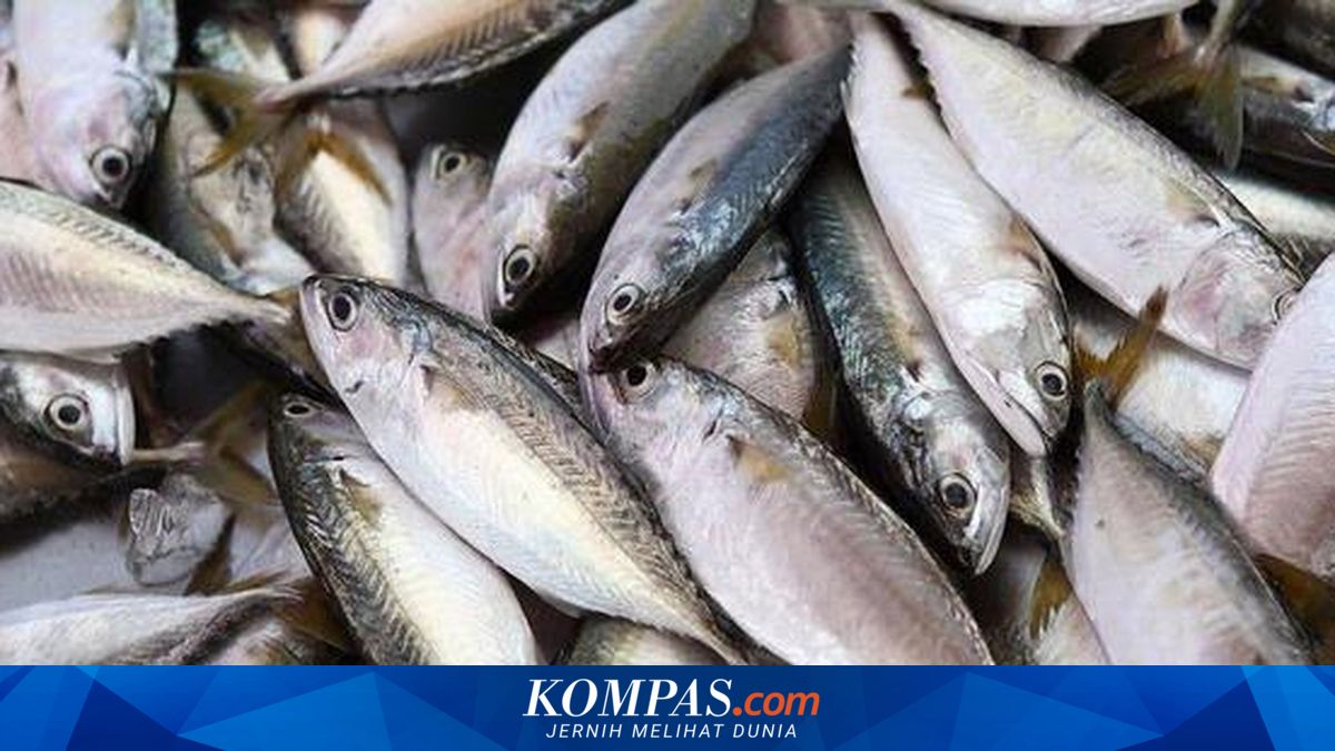 Ekspor Tuna Segar Terhambat Transportasi
