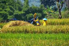 Hari Tani dan Nasib Petani