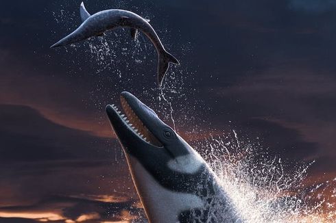 Thalassotitan Raja Mosasaurus Ditemukan, Memangsa Mosasaurus Lainnya