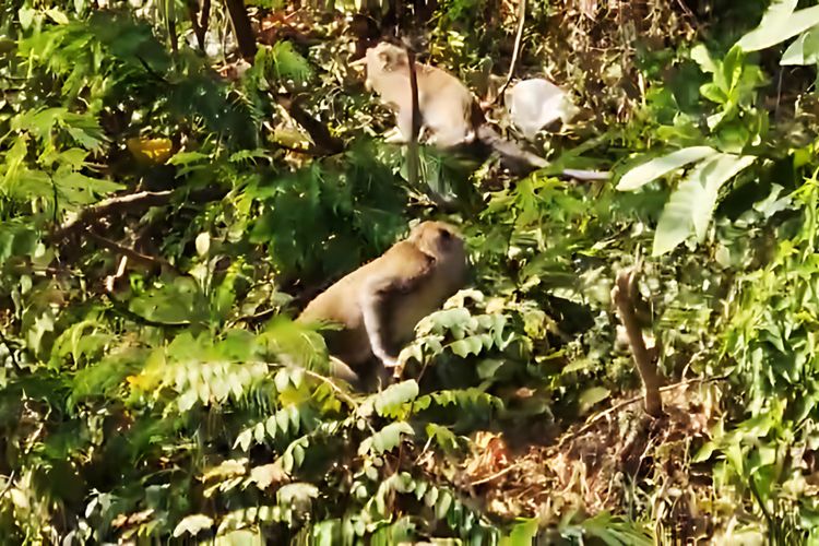 Ratusan Monyet Turun ke Pasar Ngebel Ponorogo Saat Kemarau, Cari Makanan