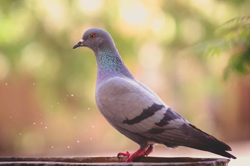 Polisi India Tahan Burung Merpati 8 Bulan, Diduga Mata-mata China