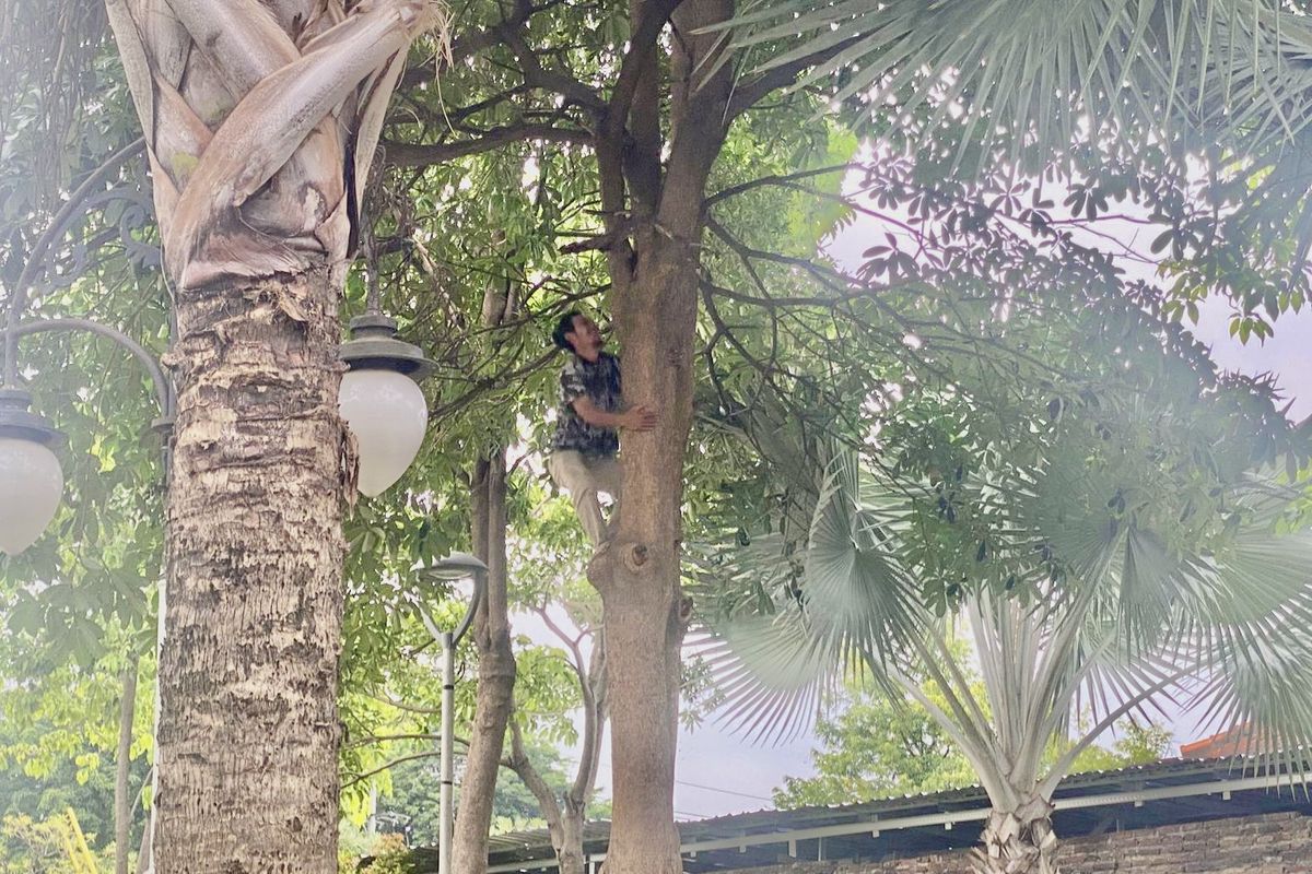 Warga Surabaya memanjat pohon demi mencari koin jagat du Taman Jembatan Ujung Galuh, Senin (13/1/2025)