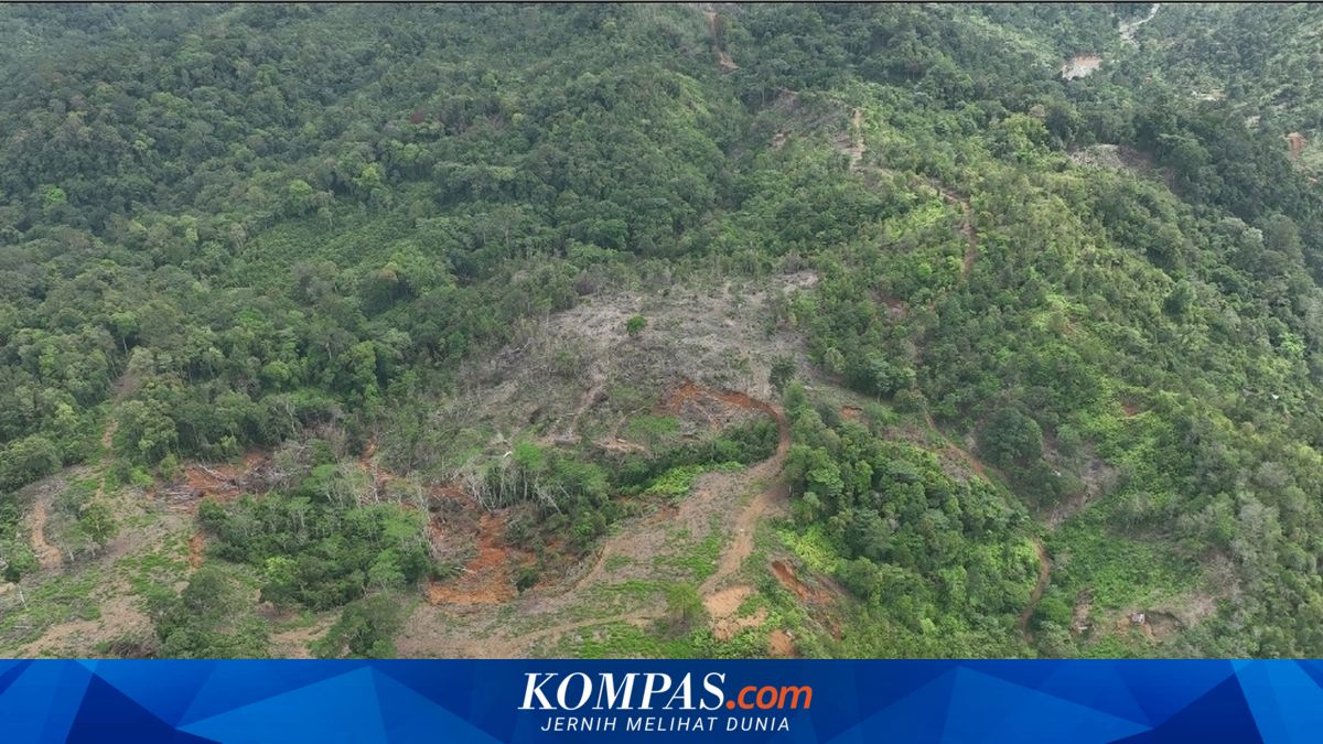 Walhi Temukan 25 Titik Illegal Logging di Kawasan Konservasi Hulu DAS Padang, Dinas Kehutanan Sumbar Bantah