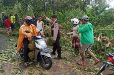 Seorang Mahasiswa Tewas Tertimpa Pohon Tumbang di Bali Saat Berkendara