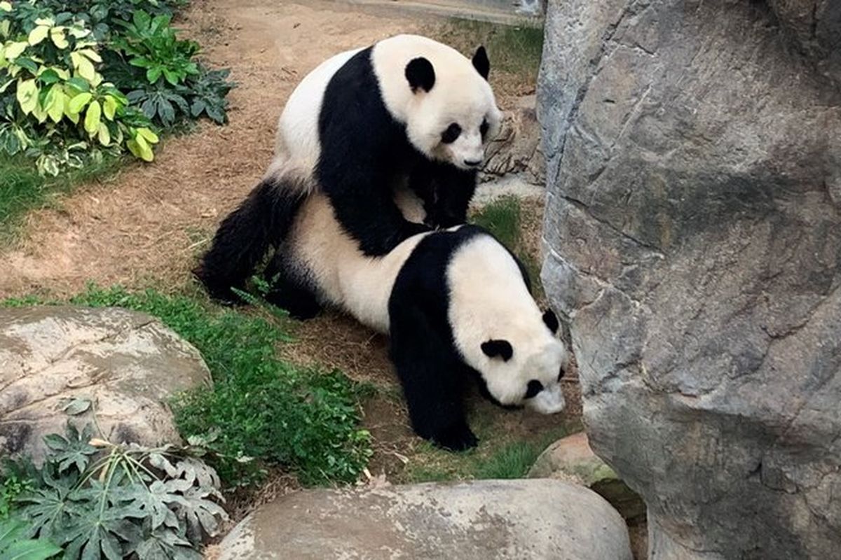 Panda di kebun binatang Ocean Park, Hong Kong berhasil kawin di tengah lockdown pandemi Covid-19. Panda terkenal sebagai hewan pemalu dalam urusan kawin, mereka telah mencobanya selama 10 tahun.