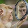 Mengapa Kita Bisa Melihat Bayangan Kita di Cermin?