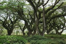 Bak Negeri Dongeng, Sensasi Masuk ke Hutan Kota De Djawatan