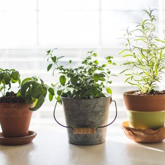 Penting untuk memastikan kebutuhan cahaya tanaman terpenuhi, terutama pada tanaman dalam ruangan.