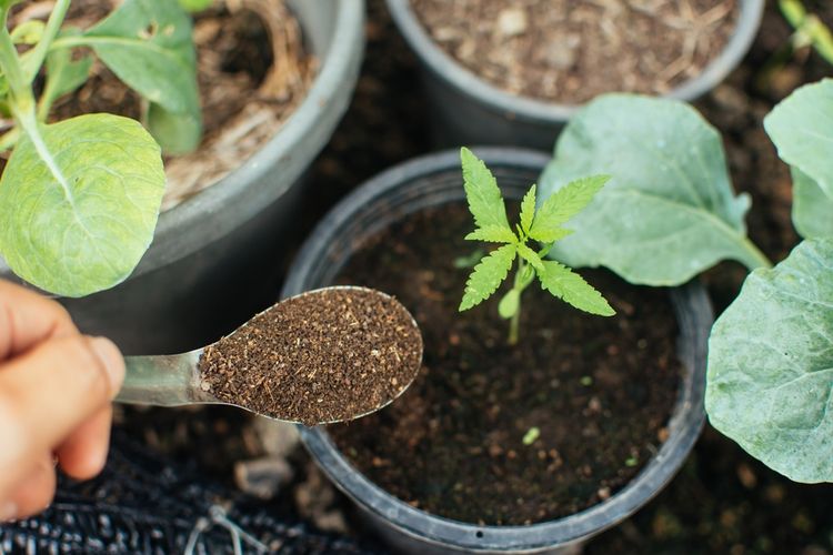 Ilustrasi pemberian pupuk organik untuk tanaman.