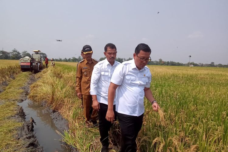 Plt Menteri Pertanian (Mentan), Arief Prasetyo Adi melakukan panen raya  sekaligus tanam padi di Kabupaten Sukoharjo, Jawa Tengah, Selasa (24/10/2023).