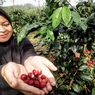 Petani Kopi Gununghalu Panen Raya, Siap Ekspor 19 Ton ke Timur Tengah