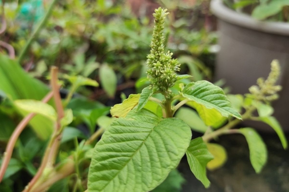 Ilustrasi bayam duri