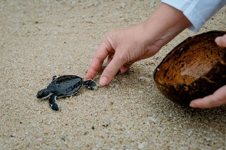 Aktivitas pelepasan tukik di Desa Wisata Kelawi, Kabupaten Lampung Selatan. 