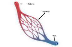 Pembuluh Darah Kapiler: Pengertian, Ciri-ciri, dan Fungsinya