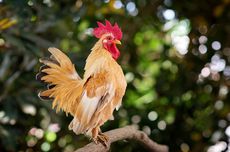 Meski Punya Sayap, Mengapa Ayam Tidak Bisa Terbang?