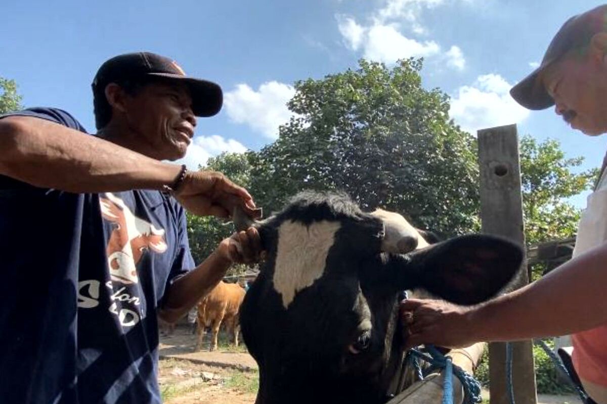 Pekerja salon sapi di Pasar Dimoro, Kota Blitar membersihkan tanduk dan kuku sapi, Rabu (14/6/2023)