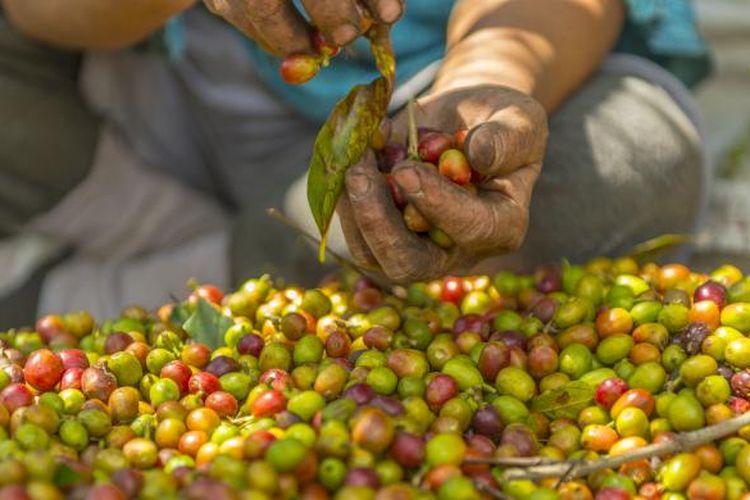 Kopi dari Pegunungan Ijen, Jawa Timur.