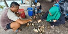 Lewat Kepiting Bakau, Pembudidaya di Konawe Raih Cuan hingga Rp 352 Juta