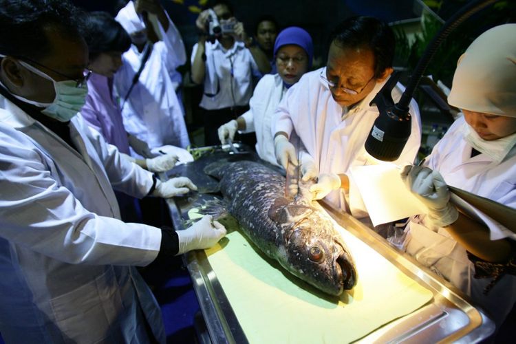 Tim peneliti Badan Riset Kelautan dan Perikanan Departemen Kelautan dan Perikanan melakukan preservasi dan pengamanan sampel ilmiah ikan coelacanth (Latimeria menadoensis) di Seaworld, Ancol, Jakarta, Selasa (11/8/2008). Ikan purba yang ditemukan di perairan Talise, Manado, Sulawesi Utara, pada November 2008 itu akan diteliti untuk memperoleh data ilmiah mengenai morfometri (panjang), genetika, patologi (penyakit), nutrisi, histologi, dan reproduksi.