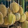 Malaysia Raup Rp 25 Triliun dalam 7 Tahun dari Ekspor Durian ke China